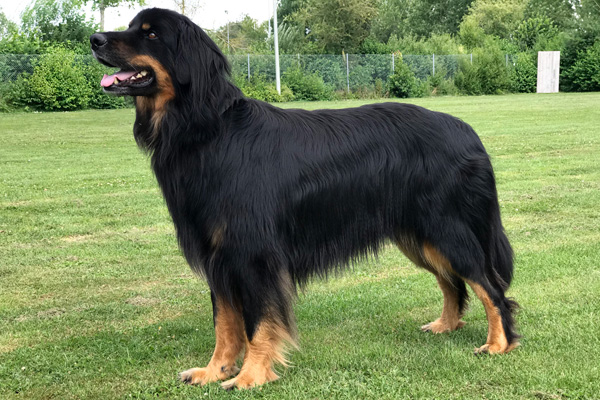 Halik-vom-Haselrieder-Wald_2018_600x400